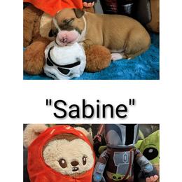 American Staffordshire Terrier Puppies from Natasha Huling