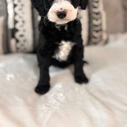 Maple - Black and white female Bernedoodle puppy in Jacksonville, Florida from Star of the Sea Doodles