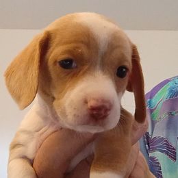 Sweet Sophia - Cream female Dachshund puppy in Pahrump, Nevada from Heaven Sent Doxies