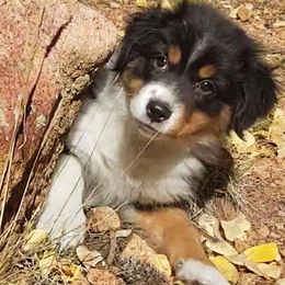 Robyn - Black tri-color female Australian Shepherd puppy in Cripple Creek, Colorado from Laughing Crow Aussies