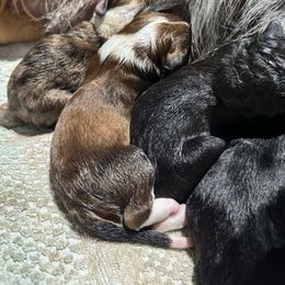Aussiedoodle puppies from KJ Doodles
