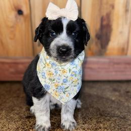 Coral - Black & white female Australian Shepherd puppy in Newton, Mississippi from Bright Star Aussies