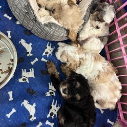 Cavapoo, Cockapoo, Goldendoodle, and Poodle Puppies from Lipscomb Doodles