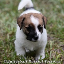 Trevor - White and tan male Russell Terrier puppy in Citra, Florida from Butterball Kennel