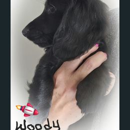 Dachshund Puppies from Valley Springs Daschunds