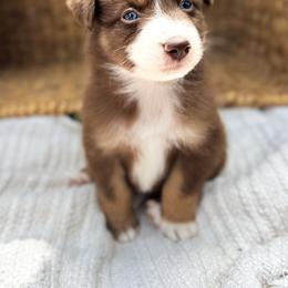 Rio - Red tri-color male Australian Shepherd puppy in Unionville, Iowa from Soap Creek Kennels
