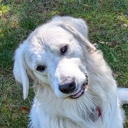 Golden Retrievers from Foxwater Farm
