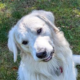 Golden Retrievers from Foxwater Farm