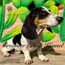 Wren - Dachshund