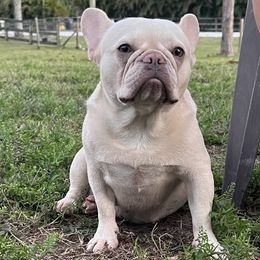 French Bulldogs from Calderon Kennels