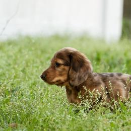 Rock - Red male Dachshund puppy in Tallahassee, Florida from EntityDachs