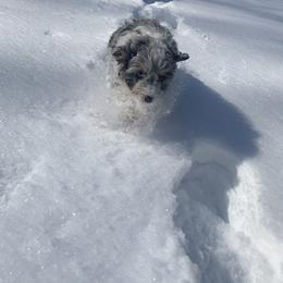 Aussiedoodle Puppies from Aunt Mae’s Doodles