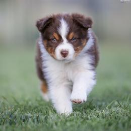 Meadow - Red tri-color female Australian Shepherd puppy in Herriman, Utah from Painted Blue Aussies