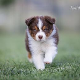 Meadow - Red tri-color female Australian Shepherd puppy in Herriman, Utah from Painted Blue Aussies