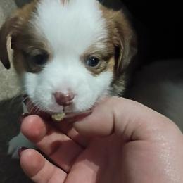 Paula - Red & white female Toy Australian Shepherd puppy in Humansville, Missouri from Tater Tot aussies