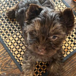 Macy - Liver female Yorkshire Terrier puppy in Lafayette, Georgia from Berggipfel Yorkies