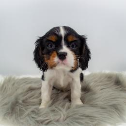Cavalier King Charles Spaniel Puppies from Heritage Garden Cavaliers