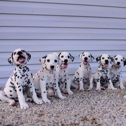 Dalmatian Puppies from CountrySide Dalmatians