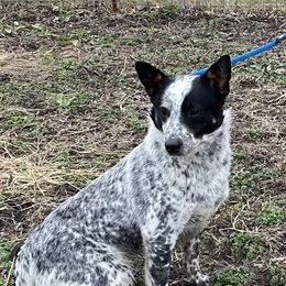 Luna - Australian Cattle Dog