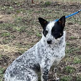Luna - Australian Cattle Dog