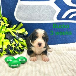 Bucko a Light Green Collar - Black rust and white male Bernese Mountain Dog puppy in Ravensdale, Washington from Raven Rock Puppies