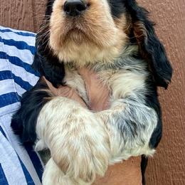 LittleFoot - Black white and tan male English Springer Spaniel puppy in Livingston, Montana from Yellowstone Springers