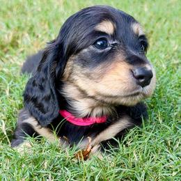 Dolly (Pink Band) - Black and cream female Dachshund puppy in Raleigh, North Carolina from McLovin Doxies