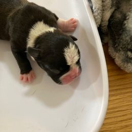 Boy 2 - Boston Terrier puppy in Idaho from Holly's Boston Terriers