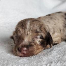 Callie - Dapple female Dachshund puppy in Anaconda, Montana from Williams Family Dachshunds