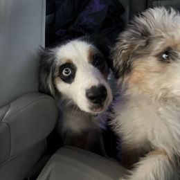 Aussiedoodle Puppies from Hearth&Hound Doodles