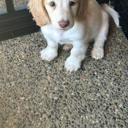 Cream Pied Dapple Boy - Cream male Dachshund puppy in Belfair, Washington from CreekSide Mini Doxies
