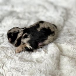 Pomeranian and Pomsky Puppies from Designer Pomeranians