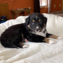 Boy 1 - Australian Shepherd puppy in Stanwood, Michigan from Double T Aussies