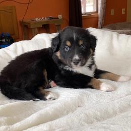 Boy 1 - Australian Shepherd puppy in Stanwood, Michigan from Double T Aussies