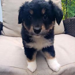 Rajah - Black tri female Miniature Australian Shepherd puppy in Sunbury, Pennsylvania from Elemental Mini Aussies