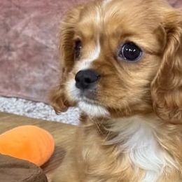 Cavalier King Charles Spaniels from Glen Haven Cavaliers