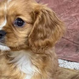 Cavalier King Charles Spaniels from Glen Haven Cavaliers