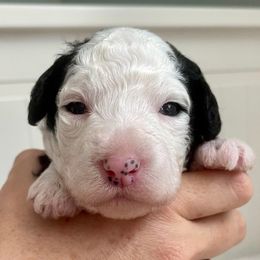 Purple - Black and white female Sheepadoodle puppy in Archer, Florida from Gainesville Sheepadoodles