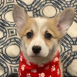 Buttercup - Red female Pembroke Welsh Corgi puppy in Urbana, Ohio from Edgewood Farm and Kennel