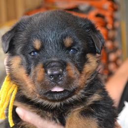 YELLOW COLLAR FEMALE - Black and mahogany female Rottweiler puppy in Dawson Springs, Kentucky from Lakeview Rottweilers