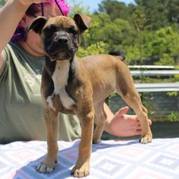 American Pit Bull Terrier Puppies from Mythos K9s