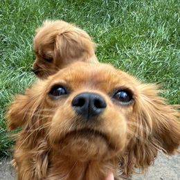 Cavalier King Charles Spaniel and Golden Retriever All Grown Up from Green Acres Nextgen