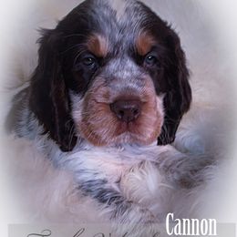 Boy 2 'Cannon' - Liver white and tan male English Springer Spaniel puppy in Silverdale, Washington from TimberVale Springers