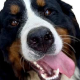 Bernese Mountain Dogs from Timeless Cottage Homestead Bernese