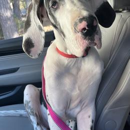 Great Dane Puppies from KD Sweet Southern Danes