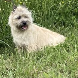 Angel - Cairn Terrier