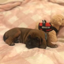 Redbone Coonhound Puppies from Helper Hounds