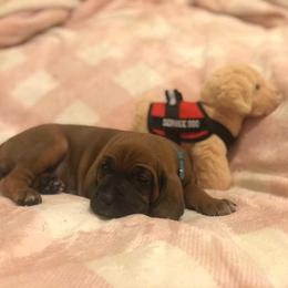 Redbone Coonhound Puppies from Helper Hounds