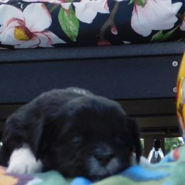 Lhasa Apso Puppies from Lots of Lhasa Love