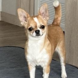 Sadie - Chihuahua